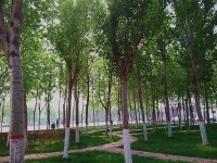 河北正定師范高等?？茖W(xué)校歷年錄取分?jǐn)?shù)線