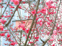 德陽(yáng)通用電子科技幼兒師范學(xué)校2021年有哪些專(zhuān)業(yè)
