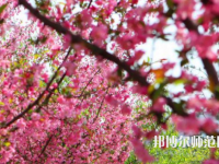 鄭州大學師范學院主校區(qū)2023年報名條件、招生要求、招生對象