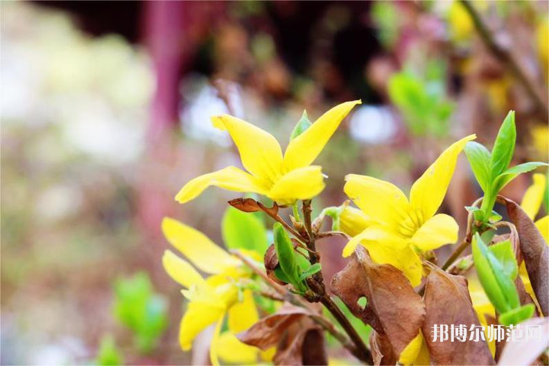 吉林師范大學(xué)博達(dá)學(xué)院2023年怎么樣、好不好