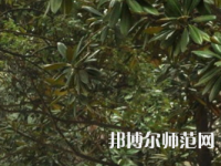 湖南師范大學(xué)樹達(dá)學(xué)院2023年學(xué)費(fèi)、收費(fèi)多少