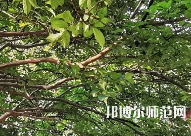 湖南師范大學(xué)2023年報(bào)名條件、招生要求、招生對象