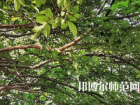 湖南師范大學(xué)2023年報(bào)名條件、招生要求、招生對(duì)象