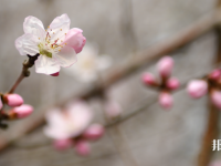 成都錦城師范學(xué)院2023年學(xué)費、收費多少